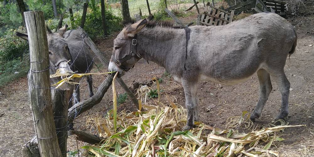 N'oublions pas nos chers compagnons... Utiles, et agréables ! -  Ferme bio de La Baraque (Occitanie, Gard)