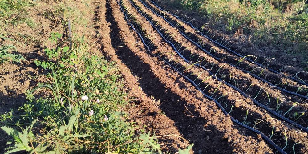  Ferme bio de La Baraque (Occitanie, Gard)