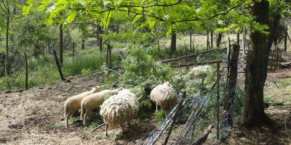  Ferme bio de La Baraque (Occitanie, Gard)