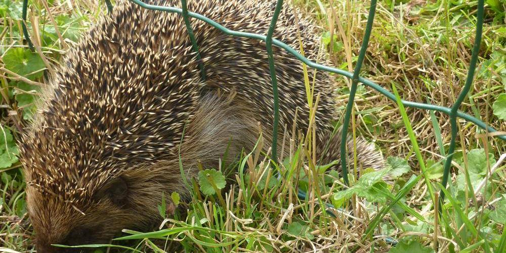 un petit visiteur -  LA MAISON DE MADELEINE (Hauts-de-France, Somme)