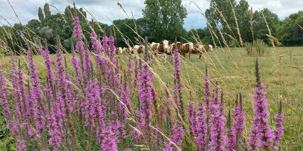 l'environnement -  GITE des 4 PREFETS (Pays de la Loire, Maine-et-Loire)