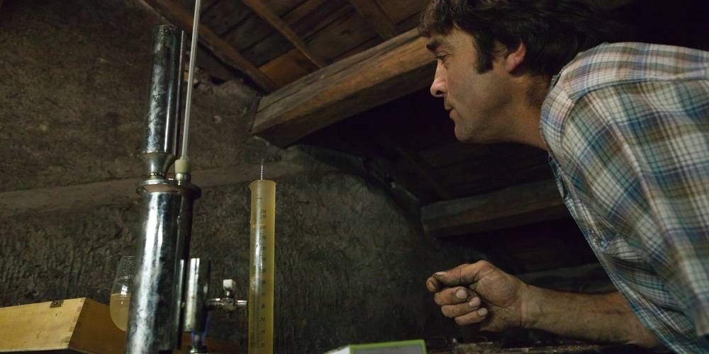 le travail de veille du vigneron -  AU DOMAINE DES 3 VERSANTS (Pays de la Loire, Loire-Atlantique)