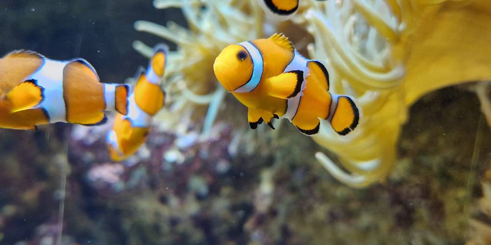 Aquarium Océanopolis de Brest -  Gîte de Plougoulm (Bretagne, Finistère)