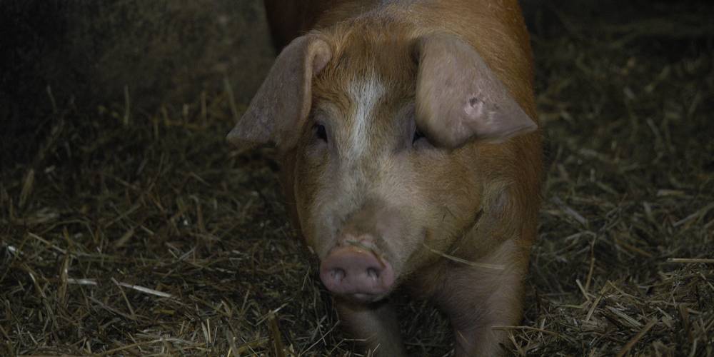 Les cochons de la ferme -  FERME DU GORRÉ (Bretagne, Finistère)