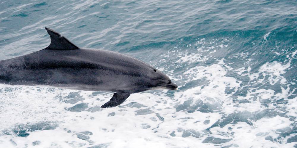 Dauphin à l'île de Sein -  FERME DU GORRÉ (Bretagne, Finistère)