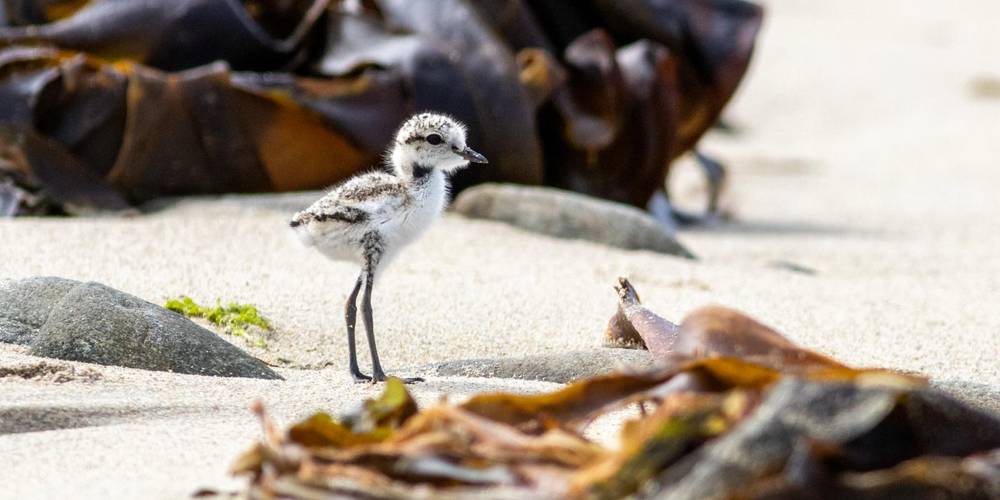 Oiseau de bord de mer -  FERME DU GORRÉ (Bretagne, Finistère)