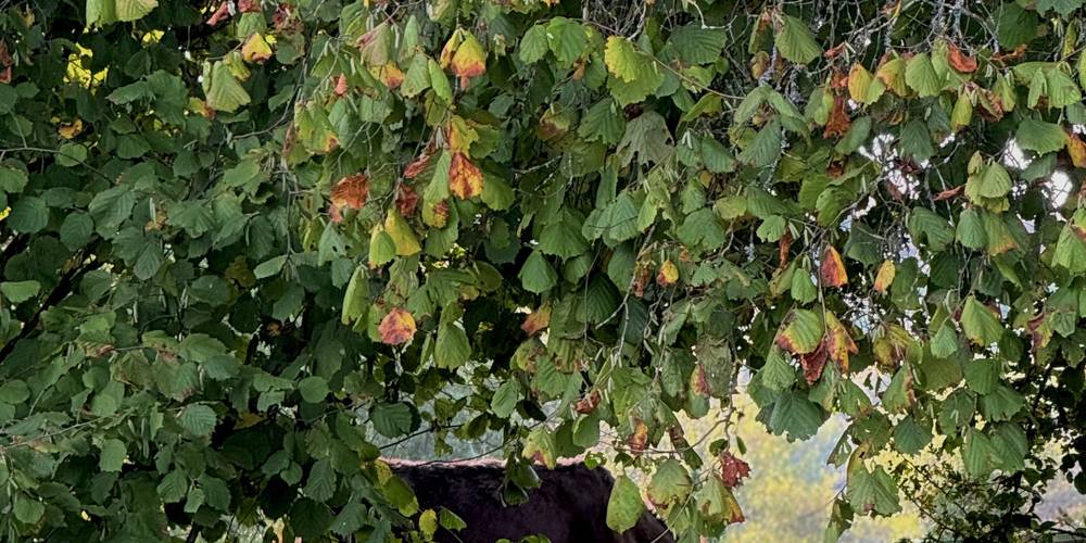  LA JAURIE (Nouvelle-Aquitaine, Haute-Vienne)