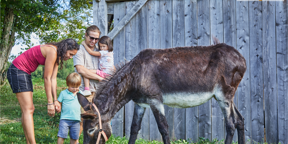 animaux au camping -  LA JAURIE (Nouvelle-Aquitaine, Haute-Vienne)