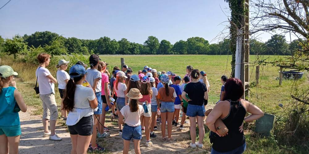 A la découverte des vaches laitières dans la prairie. -  .........................................................  FERME  SAINT-HUBERT (Pays de la Loire, Loire-Atlantique)
