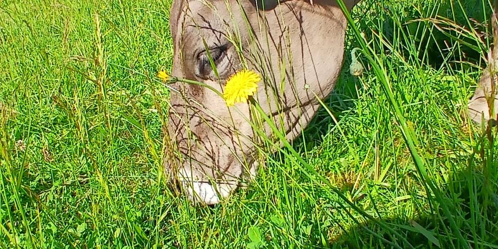 Lambine le nez dans l'assiette en plein déjeuner. -  .........................................................  FERME  SAINT-HUBERT (Pays de la Loire, Loire-Atlantique)