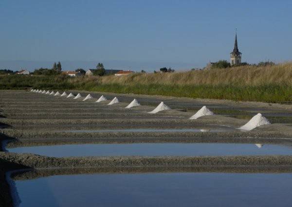  GAEC LA SALORGE DE LA VERTONNE (Pays de la Loire, Vendée)