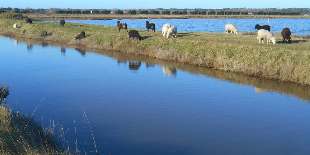  GAEC LA SALORGE DE LA VERTONNE (Pays de la Loire, Vendée)