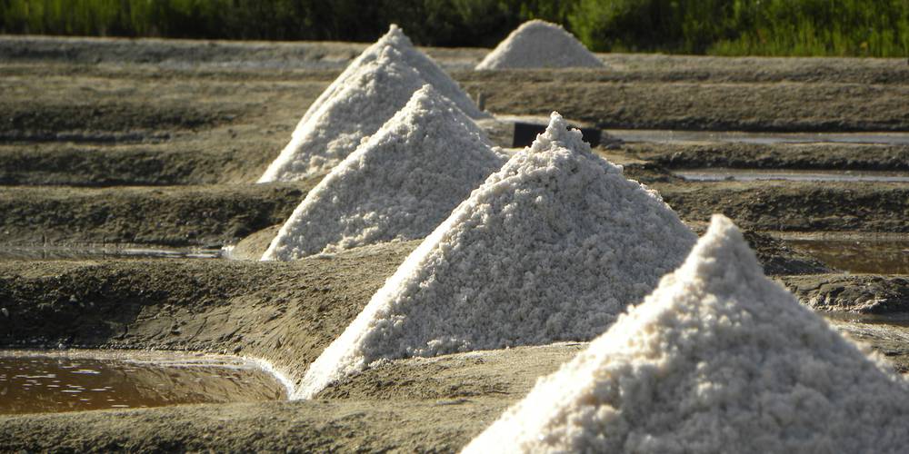  GAEC LA SALORGE DE LA VERTONNE (Pays de la Loire, Vendée)