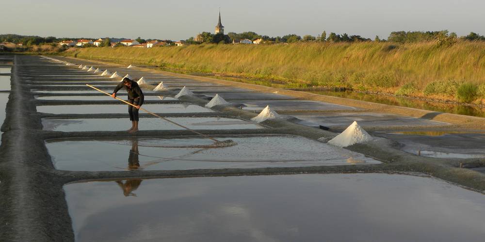  GAEC LA SALORGE DE LA VERTONNE (Pays de la Loire, Vendée)