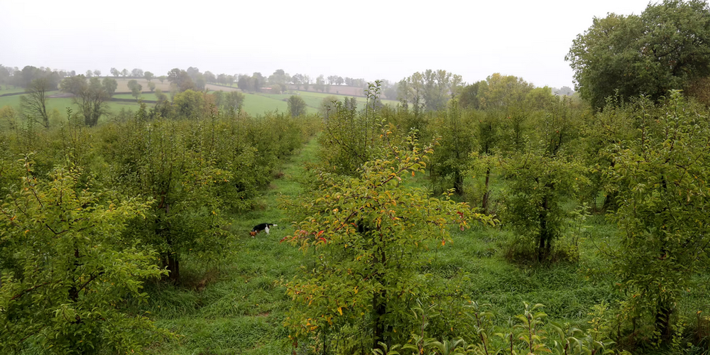  LE VERGER DE PIROUETTE (Nouvelle-Aquitaine, Deux-Sèvres)