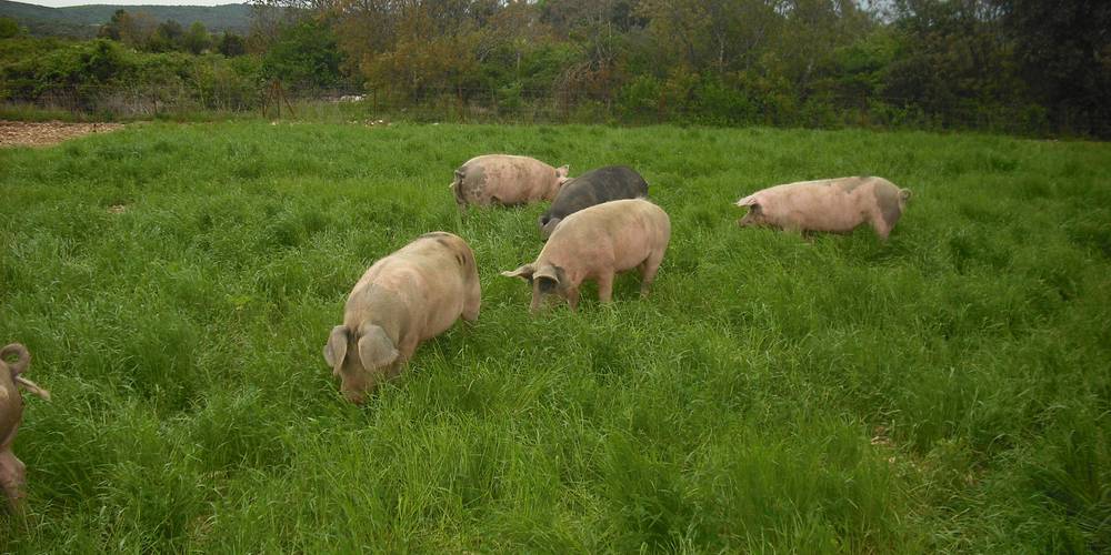  LES COCHONS DES AGRIOLLES (Occitanie, Hérault)
