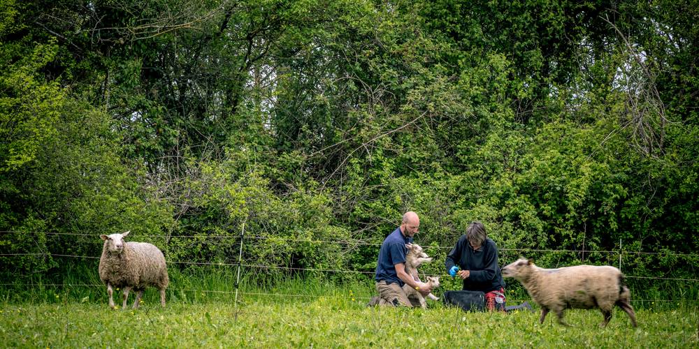 elevage plein air -  LA FERME D'HÉLICE (Centre-Val de Loire, Indre)