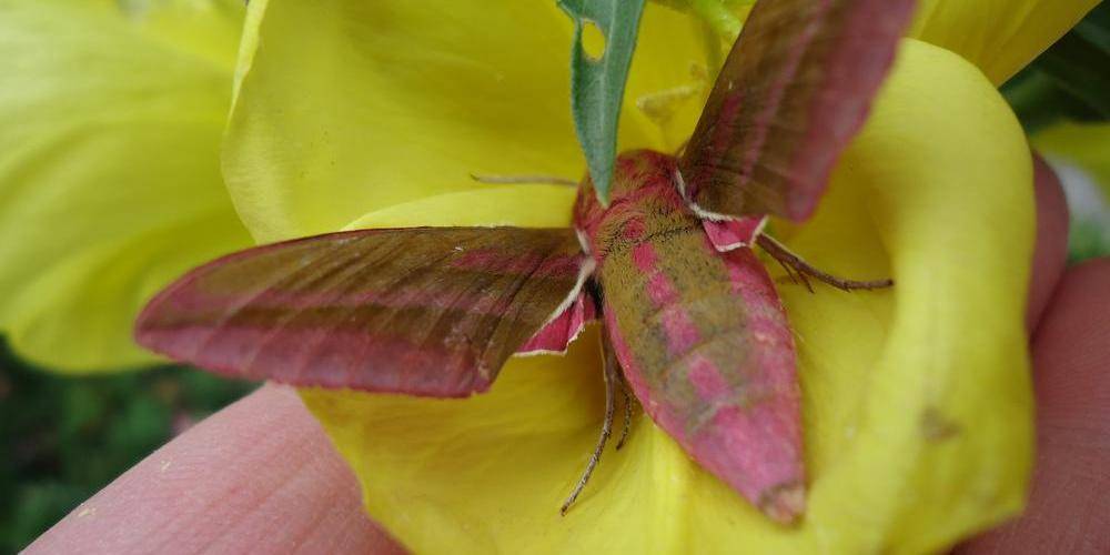 Aux curieux de nature, surprise d'un sphinx de la vigne -  POUPON HOUSE (Bourgogne-Franche-Comté, Côte-d'Or)