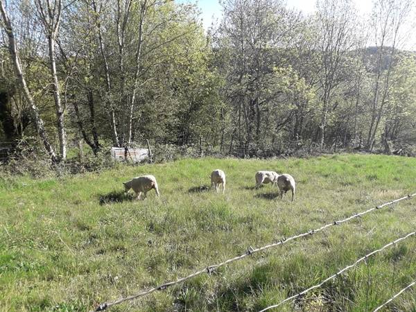brebis au pré -  POUPON HOUSE (Bourgogne-Franche-Comté, Côte-d'Or)